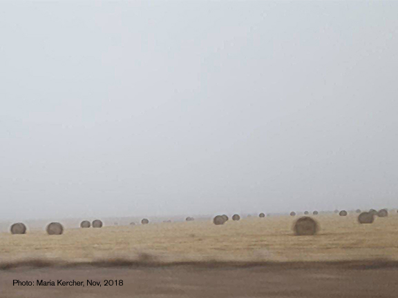 Fresh bales of hay in a field somewhere in Eastern Colorado on I-70